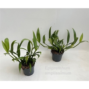 Epipremnum amplissimum 14cm