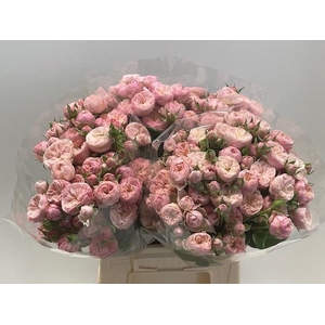 R TR ROYAL BLUSH