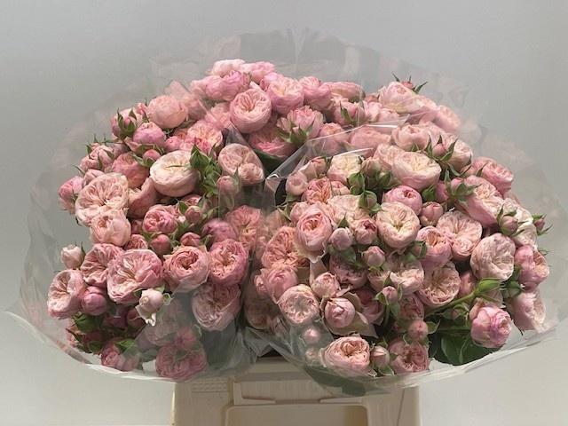 <h4>R TR ROYAL BLUSH</h4>