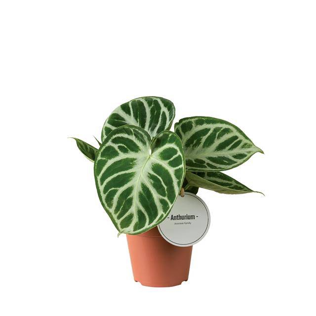 <h4>Anthurium Silver Blush</h4>