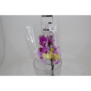 PHALAENOPSIS VARIADO