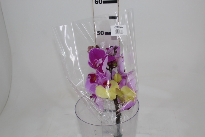 <h4>PHALAENOPSIS VARIADO</h4>
