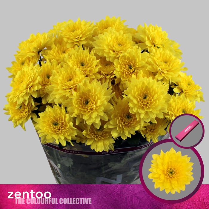 <h4>Chr T Pastela Sunny</h4>