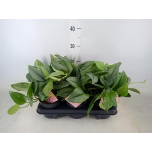 Scindapsus treubii 'Moonlight'