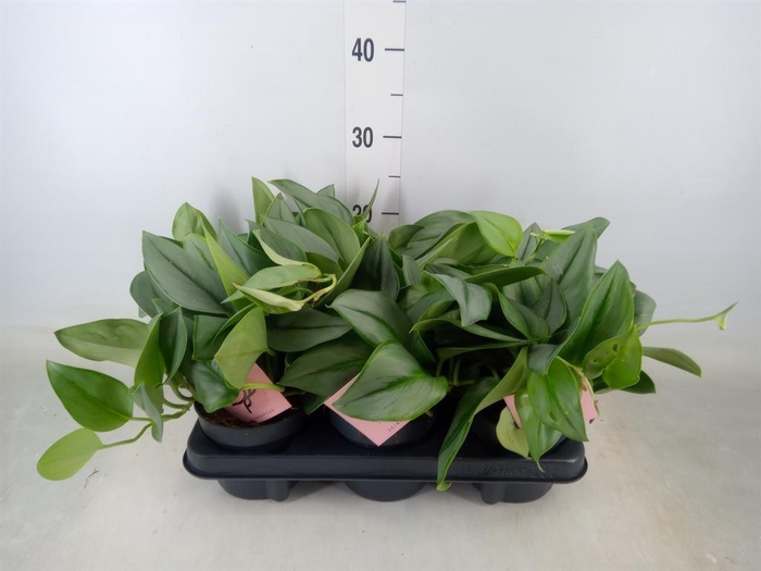 <h4>Scindapsus treubii 'Moonlight'</h4>