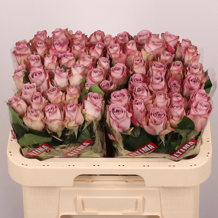 <h4>R GR MEMORY LANE!</h4>