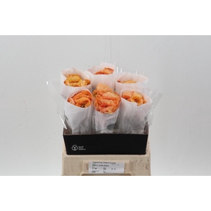 Ran Cloni Salmon Peach 40cm Ecu