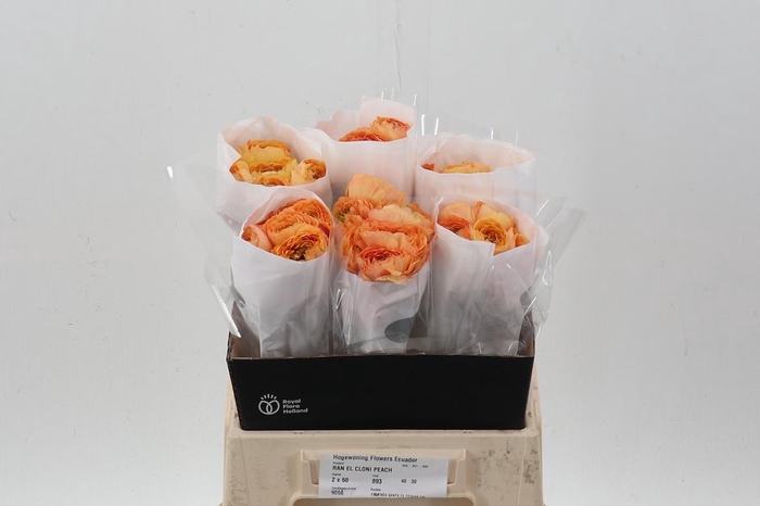 <h4>Ran Cloni Salmon Peach 40cm Ecu</h4>