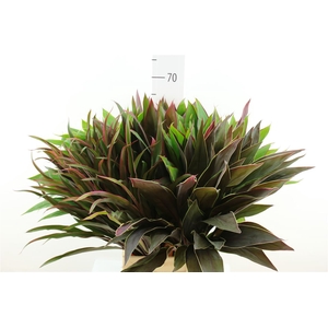 Cordyline Spec Mix Top