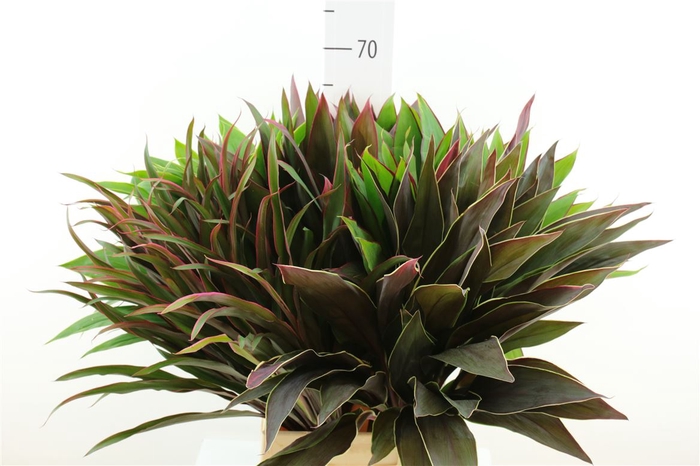 <h4>Cordyline Spec Mix Top</h4>