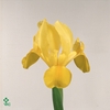 IRIS YELLOW