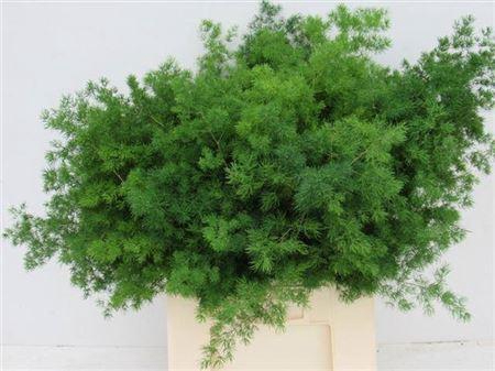 <h4>Asp Umbellatus 70cm</h4>