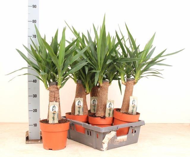 <h4>Yucca   ...</h4>