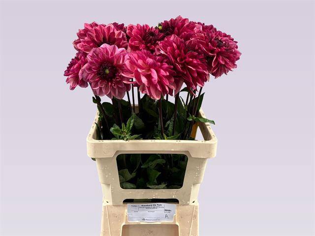 <h4>Dahlia Bacardi</h4>