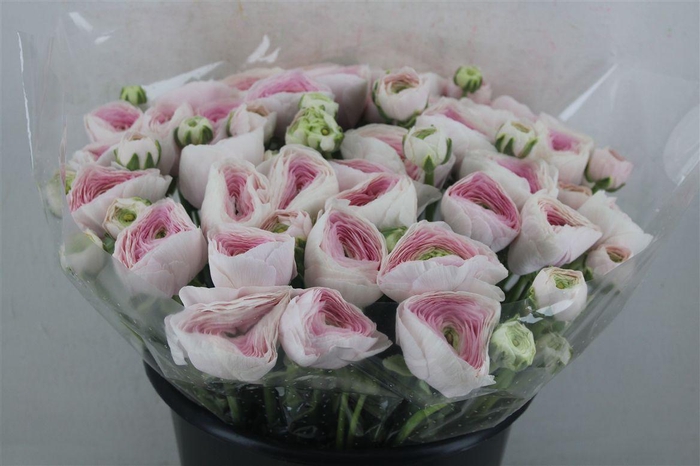 <h4>Ran Cloni Sup Hanoi</h4>