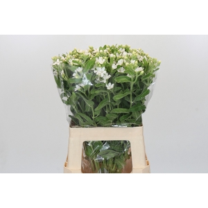 Oxypetalum coeruleum 'Perfect White Harmony'