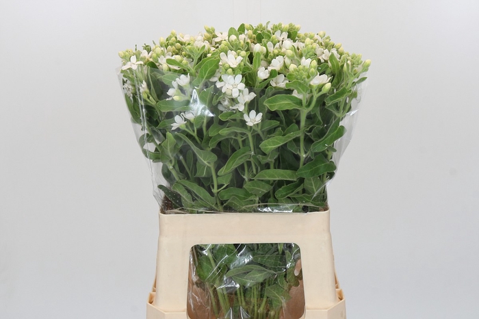 <h4>Oxypetalum coeruleum 'Perfect White Harmony'</h4>