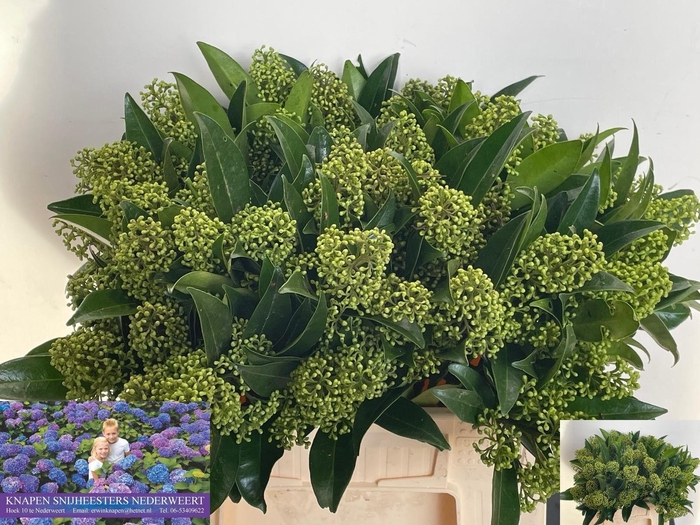 <h4>SKIM C KEW GREEN BS</h4>