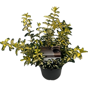 Euonymus fort. 'Interbolwi' sense