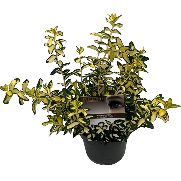 <h4>Euonymus fort. 'Interbolwi' sense</h4>