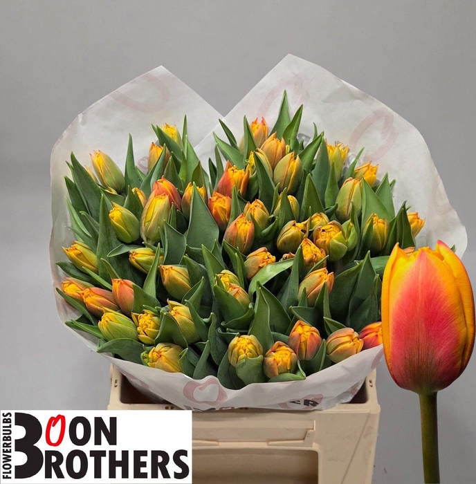 <h4>TU DU ATLAS</h4>