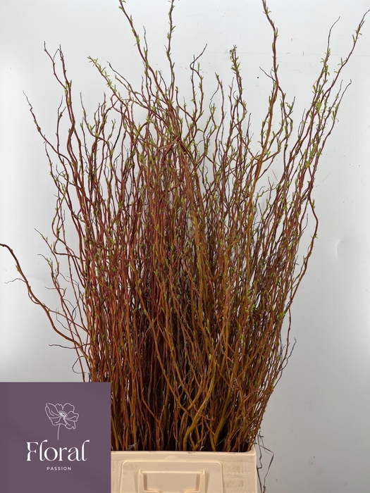 <h4>SALIX GOLDEN CURLS</h4>