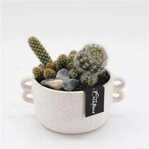CTCR-2545 Cactus Essentials