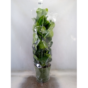 Clusia rosea