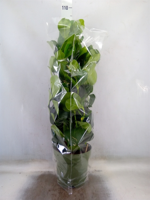 <h4>Clusia rosea</h4>