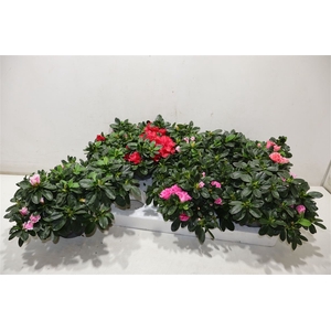 Rhodo Si Vogel Gem
