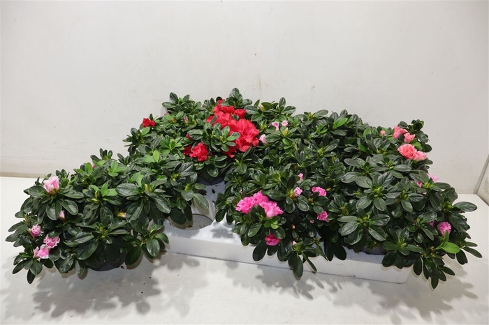 <h4>Rhodo Si Vogel Gem</h4>