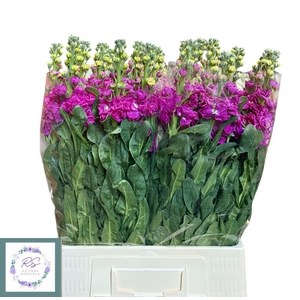 MATTH IRON ROSE PINK