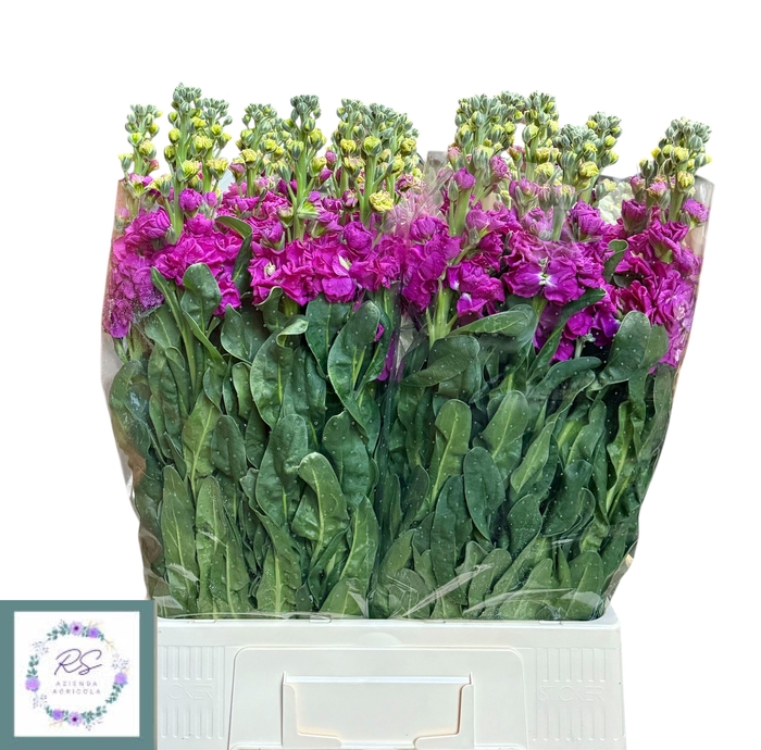 <h4>MATTH IRON ROSE PINK</h4>