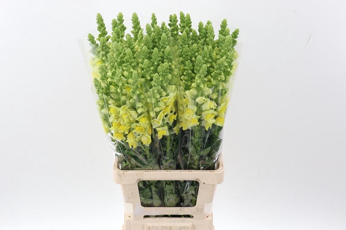 <h4>Antir Poto Yellow</h4>