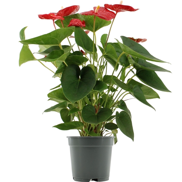 <h4>Anthurium Jambo Red in transparant sleeve</h4>