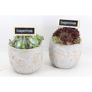 arr4 Semp JS - Cement potje flower 326/6