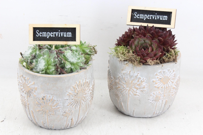 <h4>arr4 Semp JS - Cement potje flower 326/6</h4>
