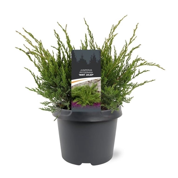 <h4>Juniperus pfitzeriana 'Mint Julep' 30-40 C3</h4>