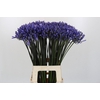 Agapanthus Dr Brouwer