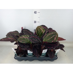 Calathea roseopicta 'Dottie'