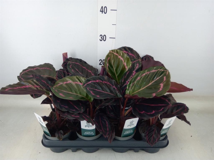 <h4>Calathea roseopicta 'Dottie'</h4>