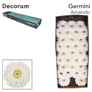 Germini Pomponi Amando Doos