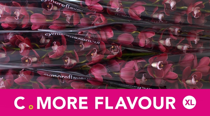 <h4>CYMB T HADES</h4>