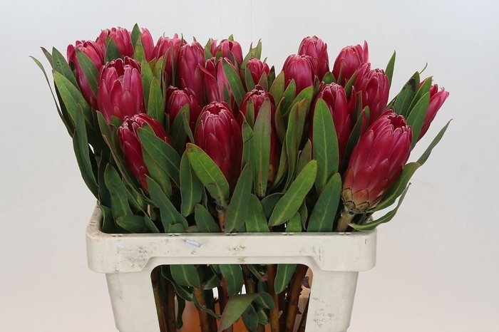 <h4>PROTEA BRENDA</h4>