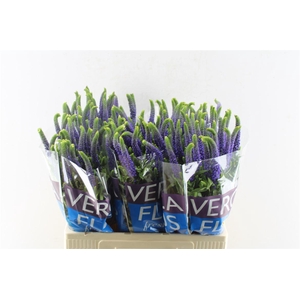 Veronica Clea Diana Blue