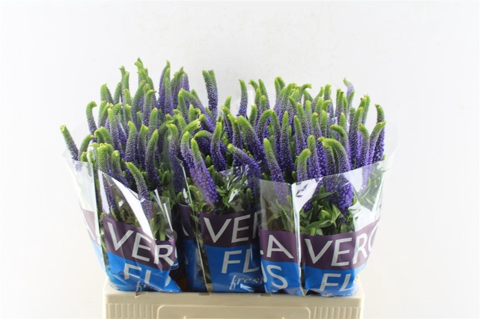 <h4>Veronica Clea Diana Blue</h4>