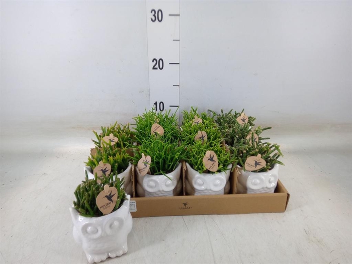 <h4>Rhipsalis ...mix</h4>