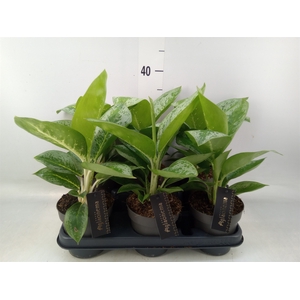 Aglaonema  'Lemon Mint'
