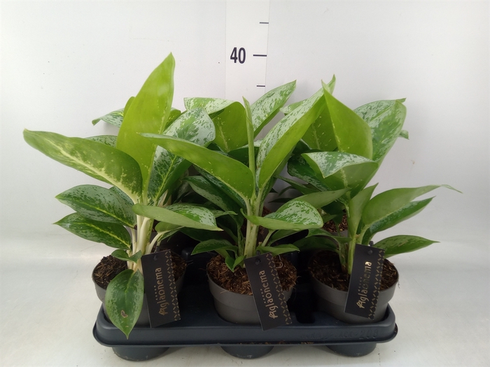 <h4>Aglaonema  'Lemon Mint'</h4>