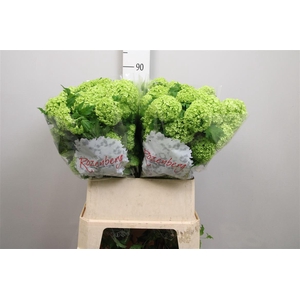 Viburnum Roseum St 2+